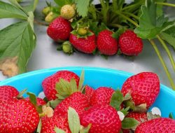Liburan Seru Bersama Keluarga di 3 Wisata Petik Buah Semarang