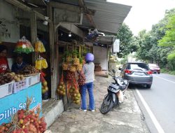 Kelengkeng Bandungan, Ikon Pertanian dan Wisata Agro Jawa Tengah