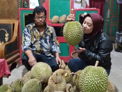 Musim Panen Durian Desa Mbrongkol, Kabupaten Ungaran, Tetap Menjadi Favorit