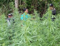 Kementerian Kehutanan Klarifikasi Isu Ladang Ganja di TNBTS