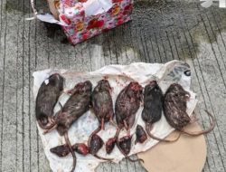 Redaksi Tempo Kembali Diteror, Dikirimi Bangkai Tikus Tanpa Kepala
