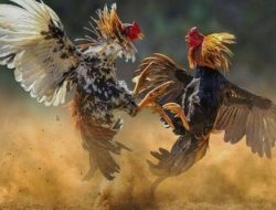 Warga Sumogawe Resah, Diduga Ada Praktik Sabung Ayam di Permukiman