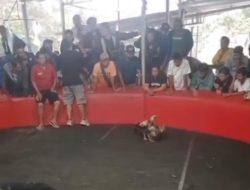 Dugaan Perjudian Sabung Ayam di Desa Samedtan Boyolali, Warga Minta APH Bertindak Tegas